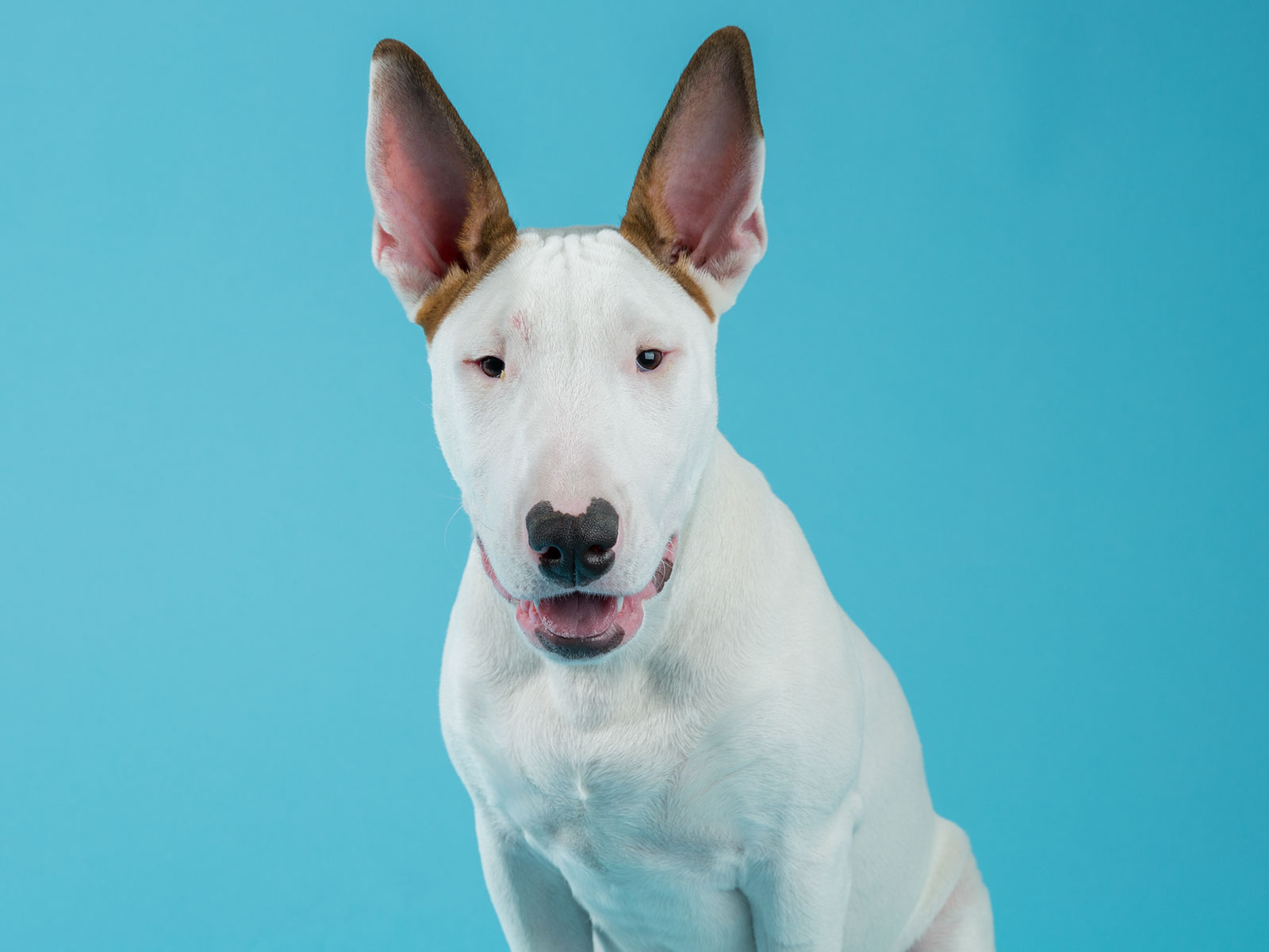 PetSmart.com E-Commerce Redesign